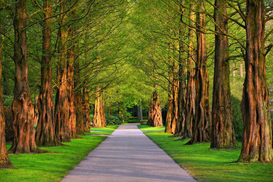 A paved path in the middle of a trees in a park. | Great views around Little Rock, AR.