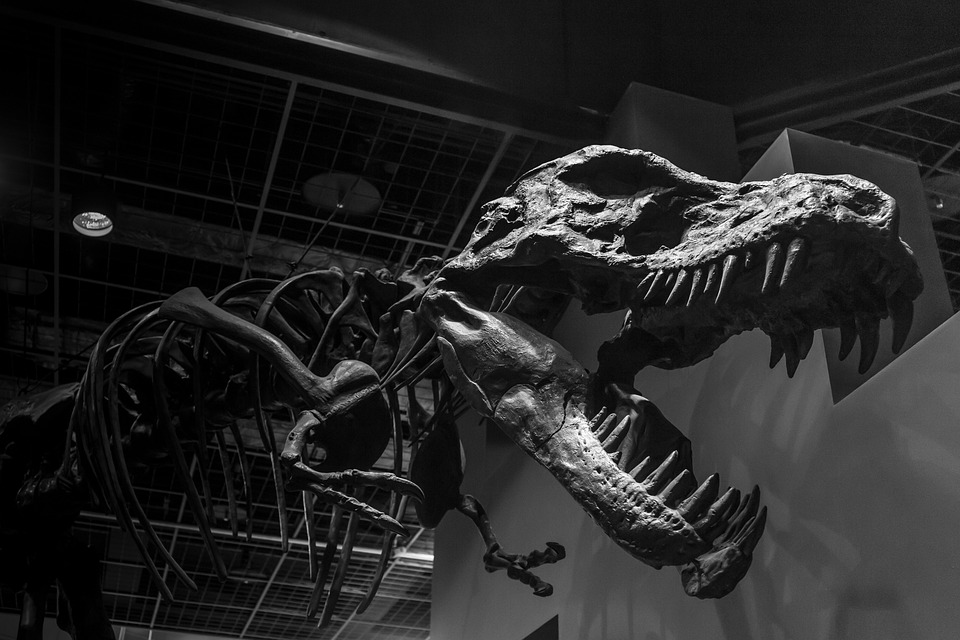 The skeleton sculpture of a large dinosaur. | Tourist attractions in Little Rock, AR.
