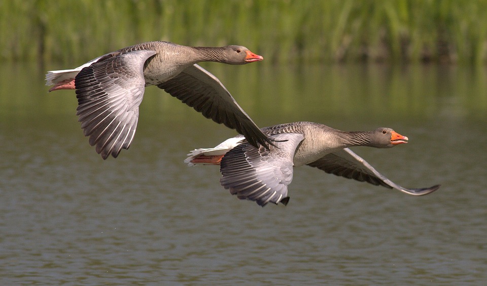 2 Canada goose flying above the water | Weekend trips around Little Rock, AR