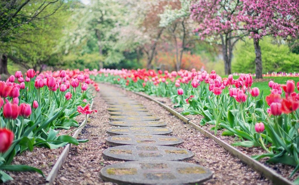 A pathway in a garden with pink tulips on both sides with trees in the background. | Things to do near Little Rock, AR | Crain Ford of Little Rock
